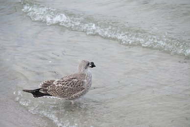 Am Strand von Eckernförde